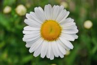 ein einzelnes Gänseblümchen